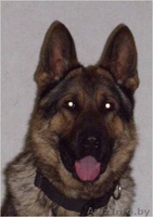 Щенки немецкой овчарки ГДР линии от профессионального кинолога - Изображение #5, Объявление #426247