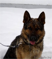 Щенки немецкой овчарки ГДР линии от профессионального кинолога - Изображение #6, Объявление #426247