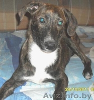 Щенок ждёт любящего хозяина - Изображение #5, Объявление #446597