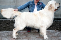 Голден (золотистого) ретривера щенки от выездной вязки - Изображение #1, Объявление #435172