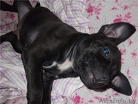Щенок стаффордширского терьера. - Изображение #2, Объявление #428556