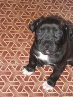 Щенок стаффордширского терьера. - Изображение #1, Объявление #428556