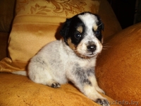 Ищет дом маленькая девочка-щеночек! - Изображение #2, Объявление #451614