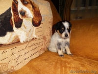 Ищет дом маленькая девочка-щеночек! - Изображение #3, Объявление #451614