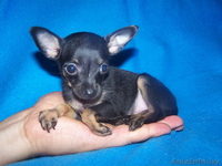 Профессиональный питомник той-терьеров КСУ-FCI, щенки, вязки, доставка - Изображение #1, Объявление #430741