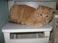 Котенок в дар!!! - Изображение #3, Объявление #454746