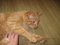 Котенок в дар!!! - Изображение #1, Объявление #454746