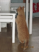 Котенок в дар!!! - Изображение #4, Объявление #454746