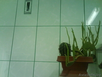 Укладка плитки, облицовка плиткой - Изображение #2, Объявление #437426