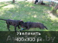 Щенки кане корсо от  импортированных родителей! - Изображение #3, Объявление #478230