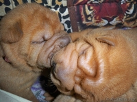 шар-пея щенки С РОДОСЛОВНОЙ - Изображение #2, Объявление #478351