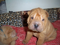 шар-пея щенки С РОДОСЛОВНОЙ - Изображение #3, Объявление #478351