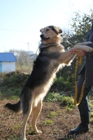 Дункан ищет новый дом - Изображение #1, Объявление #478196