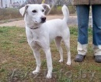 Собачка ищет хозяина - Изображение #1, Объявление #471906