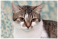 Шмель, Ника и Нюша - тигровые красотуны  - Изображение #1, Объявление #457186