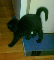 Отдам черного котенка в добрые руки - Изображение #2, Объявление #482992