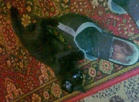 Отдам черного котенка в добрые руки - Изображение #3, Объявление #482992