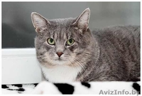 Серебристый 3х-летний котик в дар. - Изображение #1, Объявление #457188