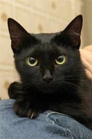 ПУНШИТА - чёрная малышка в шёлковой шубке. - Изображение #1, Объявление #460984