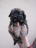 Четыри красавицы в дар - Изображение #1, Объявление #472116