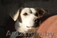 Собачка ищет хозяина - Изображение #2, Объявление #471906