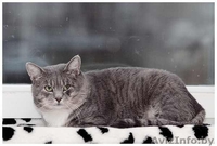 Серебристый 3х-летний котик в дар. - Изображение #2, Объявление #457188