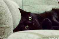 ПУНШИТА - чёрная малышка в шёлковой шубке. - Изображение #2, Объявление #460984