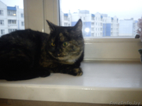 Кошечка Марта в дар - Изображение #3, Объявление #471779