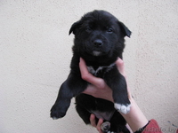 Четыри красавицы в дар - Изображение #3, Объявление #472116