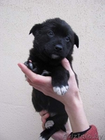 Четыри красавицы в дар - Изображение #4, Объявление #472116