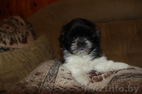 Щенок ши-тцу - лучший подарок на Новый год! - Изображение #2, Объявление #472858