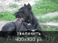 Щенки кане корсо от  импортированных родителей! - Изображение #1, Объявление #478230