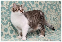 Шмель, Ника и Нюша - тигровые красотуны  - Изображение #6, Объявление #457186