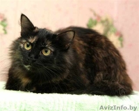 Пушистая кошечка Маркиза в дар! - Изображение #2, Объявление #460982