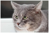 Серебристый 3х-летний котик в дар. - Изображение #3, Объявление #457188