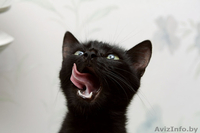 ПУНШИТА - чёрная малышка в шёлковой шубке. - Изображение #3, Объявление #460984