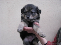 Четыри красавицы в дар - Изображение #5, Объявление #472116