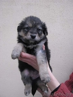 Четыри красавицы в дар - Изображение #6, Объявление #472116