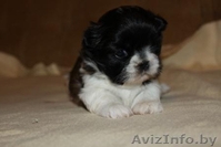 Щенок ши-тцу - лучший подарок на Новый год! - Изображение #1, Объявление #472858