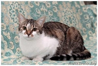 Шмель, Ника и Нюша - тигровые красотуны  - Изображение #3, Объявление #457186