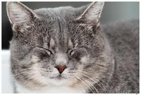 Серебристый 3х-летний котик в дар. - Изображение #4, Объявление #457188