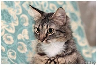 Шмель, Ника и Нюша - тигровые красотуны  - Изображение #7, Объявление #457186