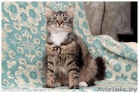 Шмель, Ника и Нюша - тигровые красотуны  - Изображение #4, Объявление #457186