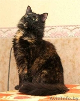 Пушистая кошечка Маркиза в дар! - Изображение #5, Объявление #460982