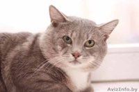 Серебристый 3х-летний котик в дар. - Изображение #5, Объявление #457188