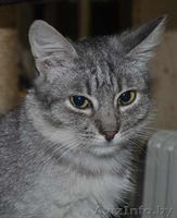 Котенок окраса «вискас» 6 мес. в дар - Изображение #5, Объявление #437898