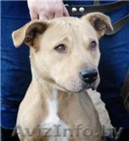 Ириска - отличная собака средних размеров отдается в дар - Изображение #1, Объявление #479161