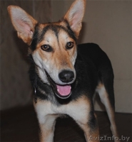 Малышка Ева мечтает о доме! - Изображение #2, Объявление #462894