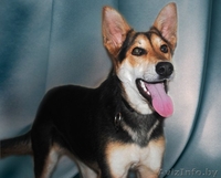 Малышка Ева мечтает о доме! - Изображение #1, Объявление #462894