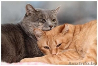 Серебристый 3х-летний котик в дар. - Изображение #6, Объявление #457188